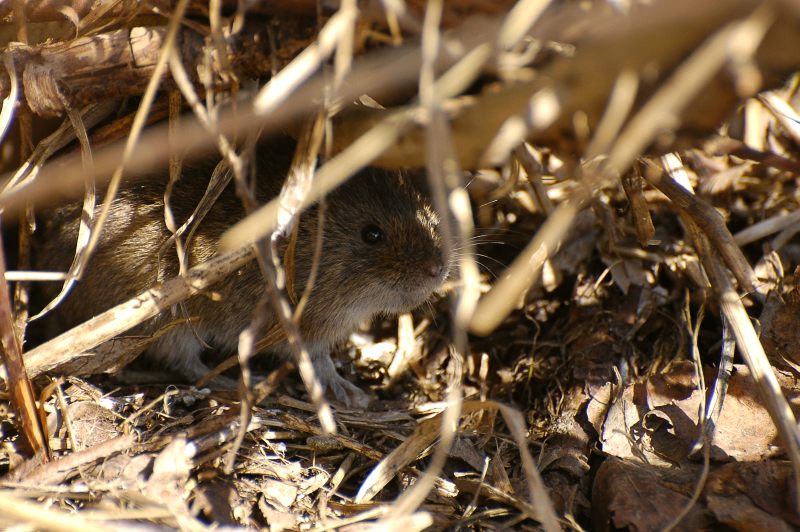 Arvicola agreste (Microtus agrestis)