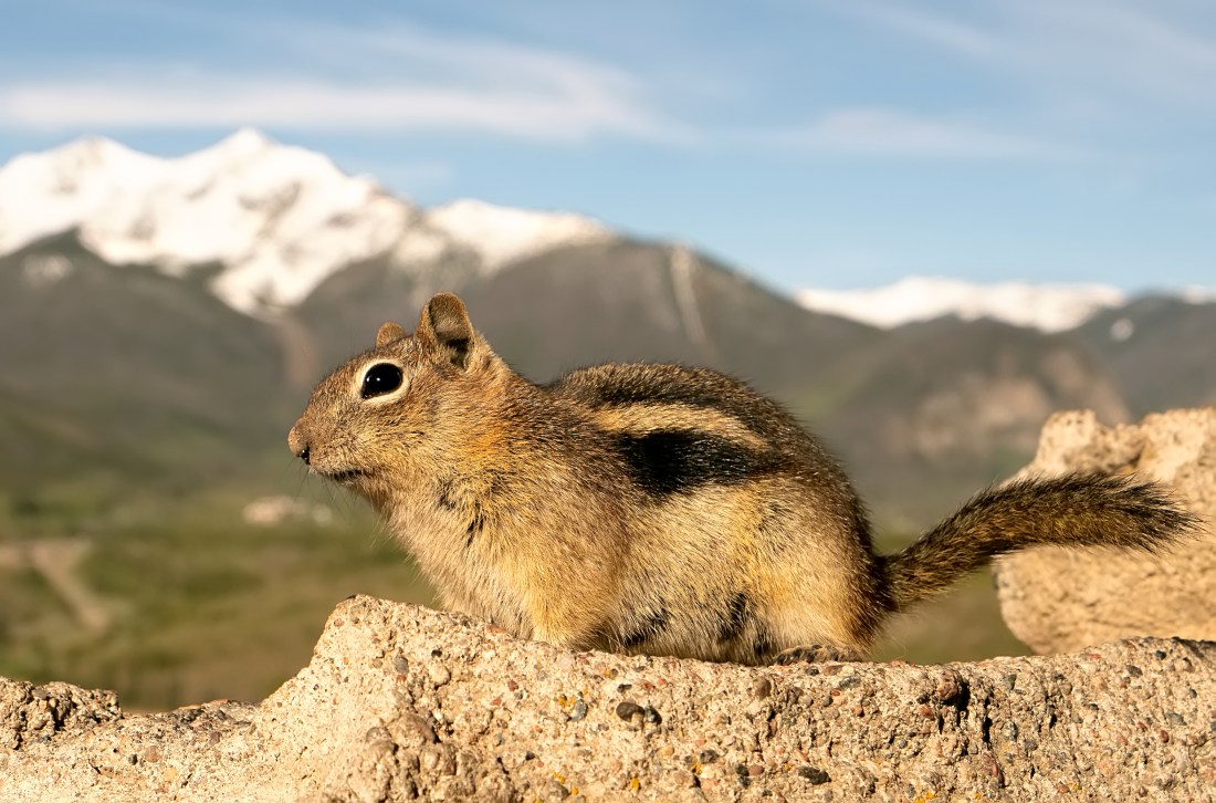 Scoiattolo terricolo dorato (Callospermophilus lateralis)