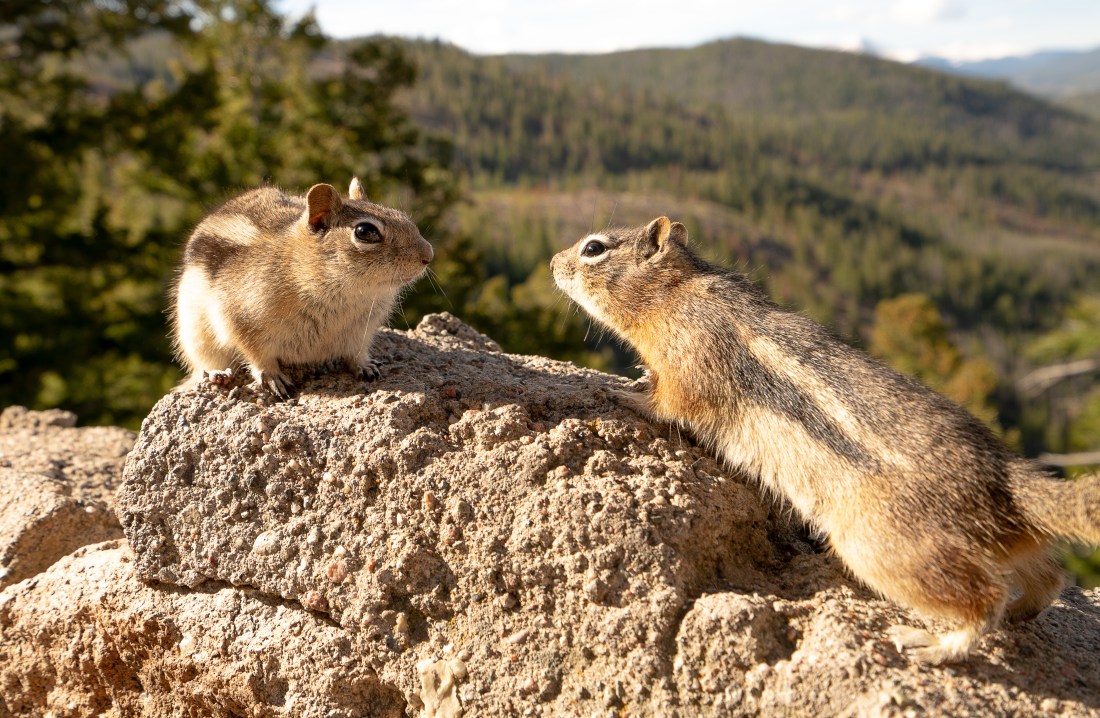 Golden-Mantled Ground Squirrel (Callospermophilus lateralis)