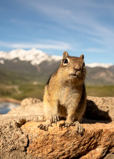Golden-Mantled Ground Squirrel (Callospermophilus lateralis)