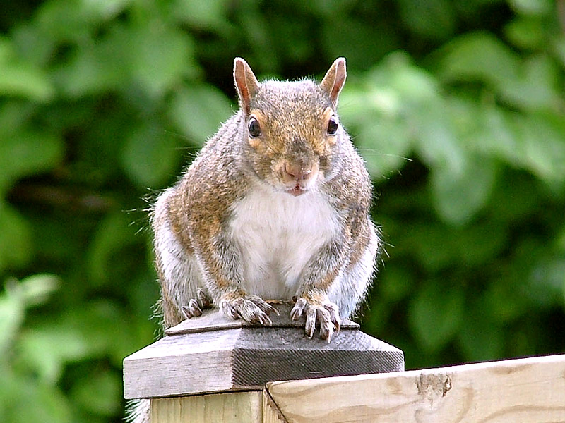 Eastern Gray Squirrel (Sciurus carolinensis)