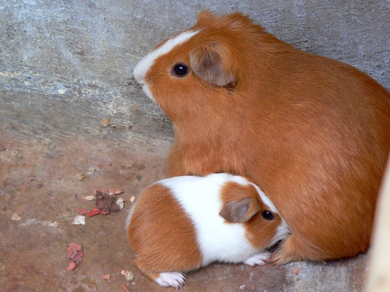Cochon d'Inde ou cobaye (Cavia porcellus)