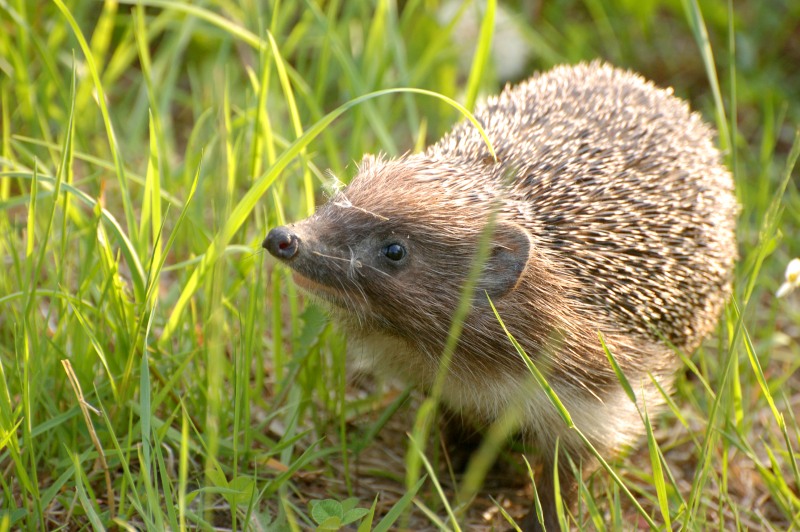 Riccio comune (Erinaceus europaeus)