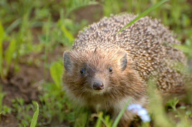 Hedgehog (Erinaceus europaeus)