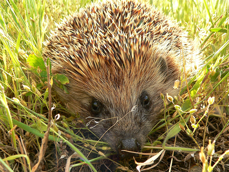 Hedgehog (Erinaceus europaeus)