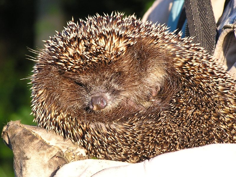 Hedgehog (Erinaceus europaeus)