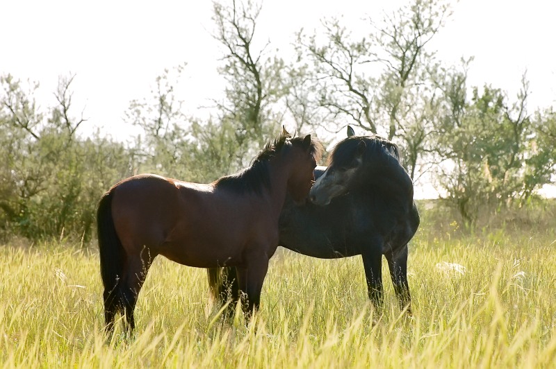 Horse (Equus ferus caballus)