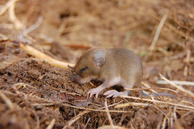 House mouse (Mus musculus)