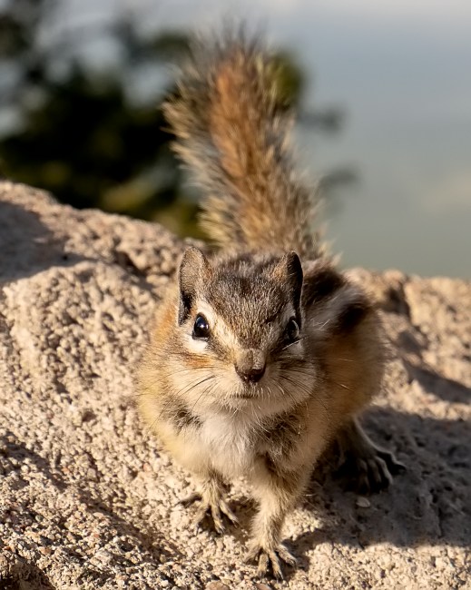 Least chipmunk (Neotamias minimus)