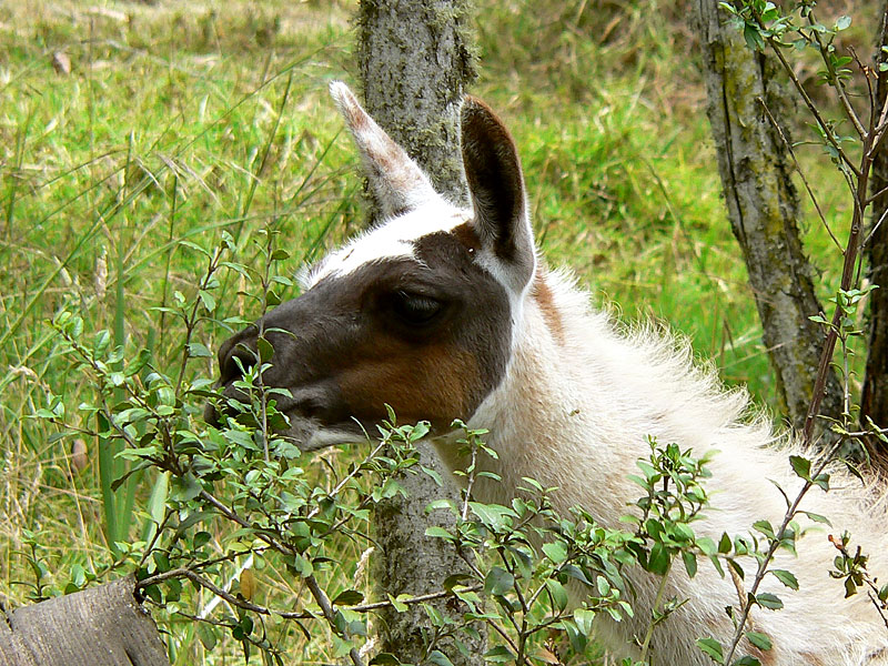 Llama (Lama glama)