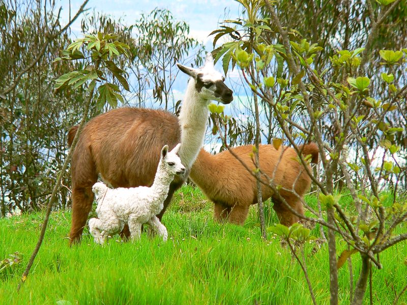 Llama (Lama glama)