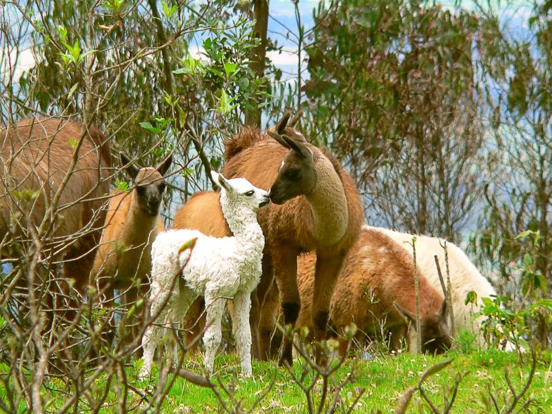 Llama (Lama glama)