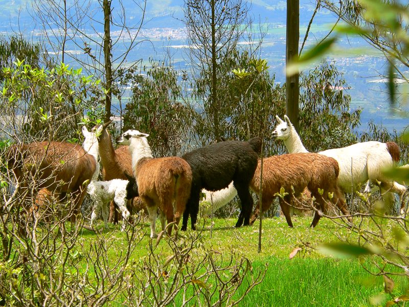 Llama (Lama glama)