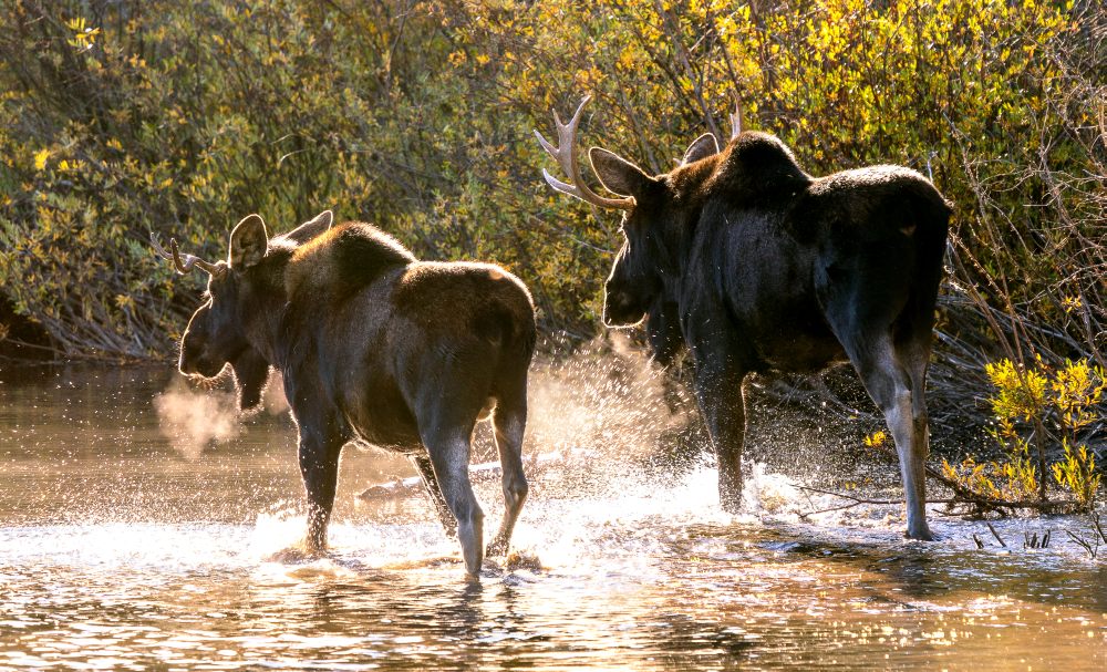 Moose (Alces alces)