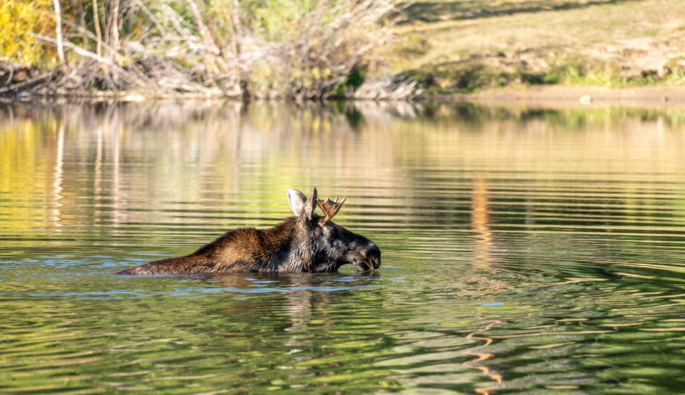 Moose (Alces alces)