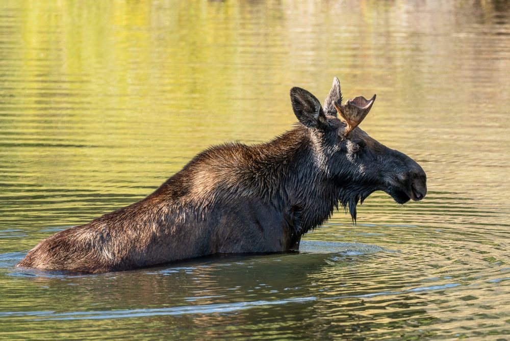 Moose (Alces alces)