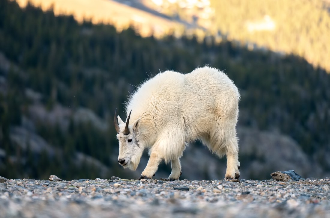 Rocky Mountain goat (Oreamnos americanus)