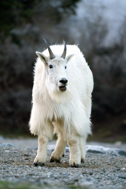 Rocky Mountain goat (Oreamnos americanus)