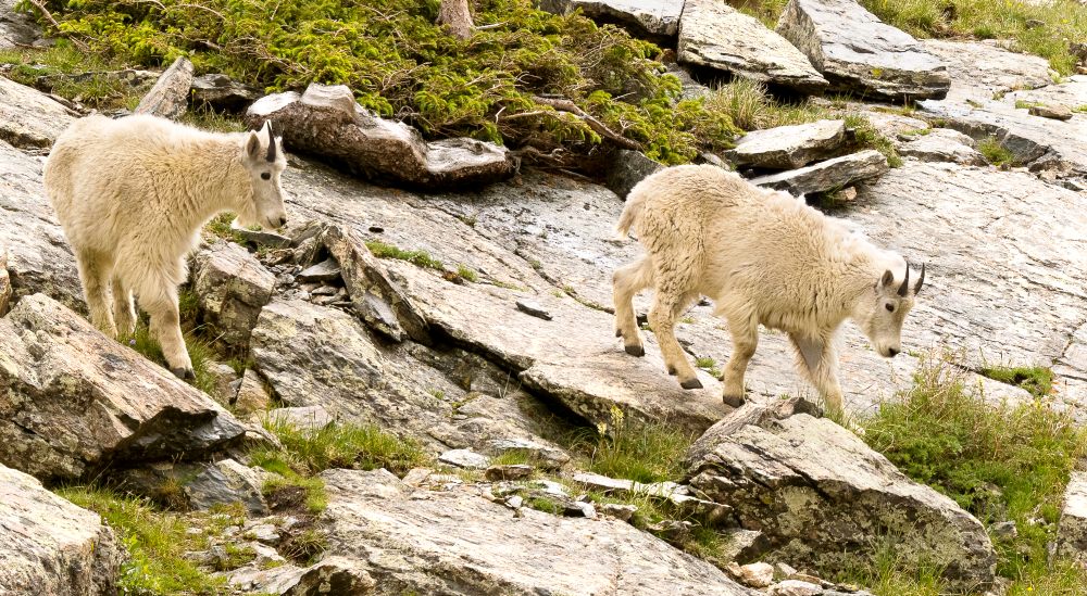 Rocky Mountain goat (Oreamnos americanus)