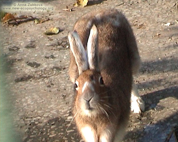 Lepre artica o lepre bianca (Lepus timidus)