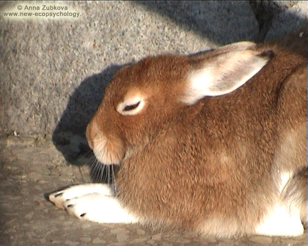 Mountain Hare (Lepus timidus)