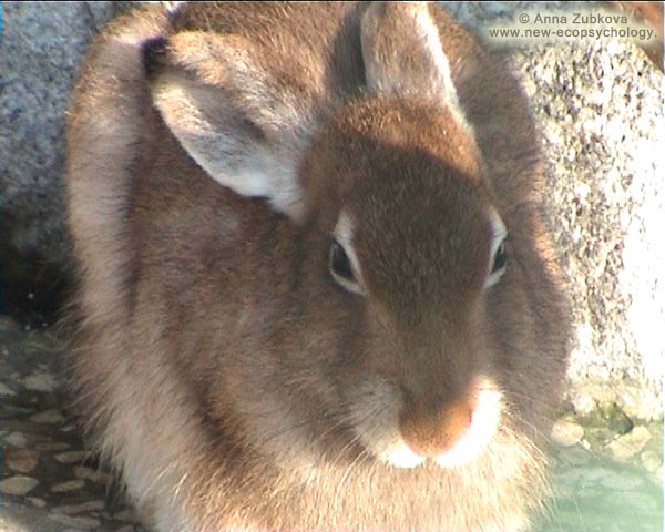 Mountain Hare (Lepus timidus)