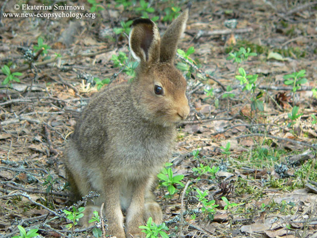 Mountain Hare (Lepus timidus)