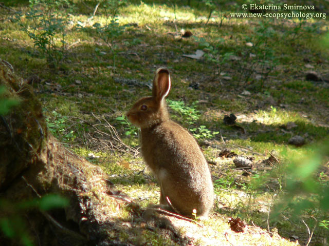 Mountain Hare (Lepus timidus)