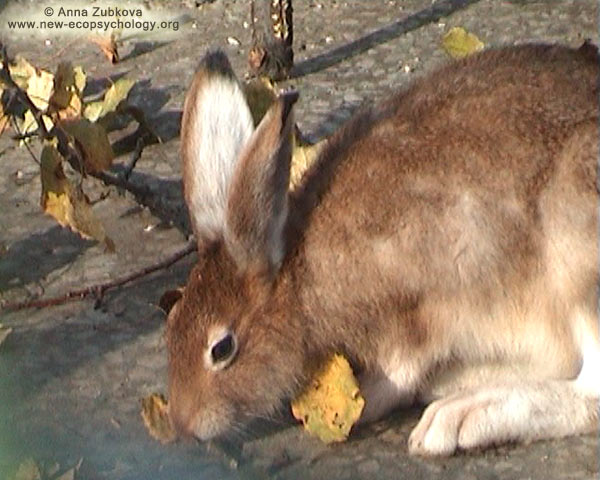 Mountain Hare (Lepus timidus)