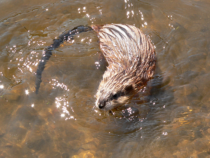 Muskrat (Ondatra zibethica)