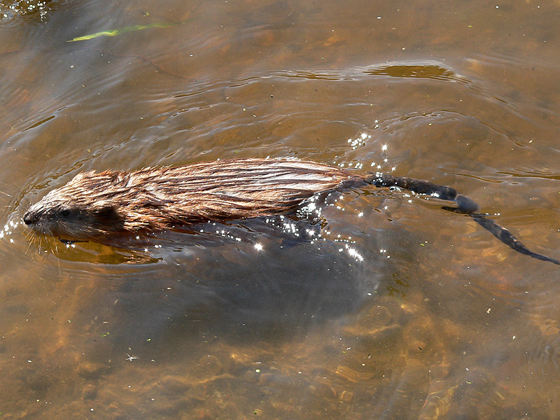 Muskrat (Ondatra zibethica)