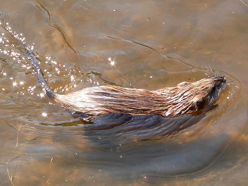 Muskrat (Ondatra zibethica)