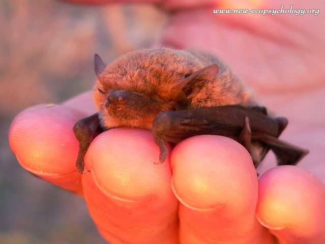 Pipistrello di Nathusius (Pipistrellus nathusii)