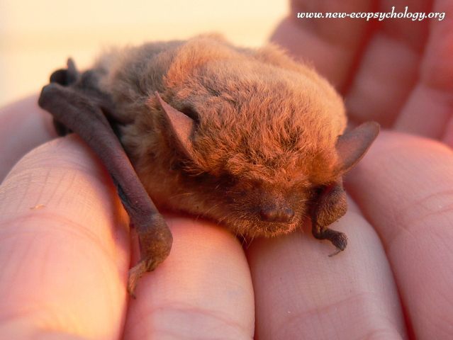 Nathusius' pipistrelle (Pipistrellus nathusii)