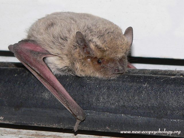 Nathusius' pipistrelle (Pipistrellus nathusii)