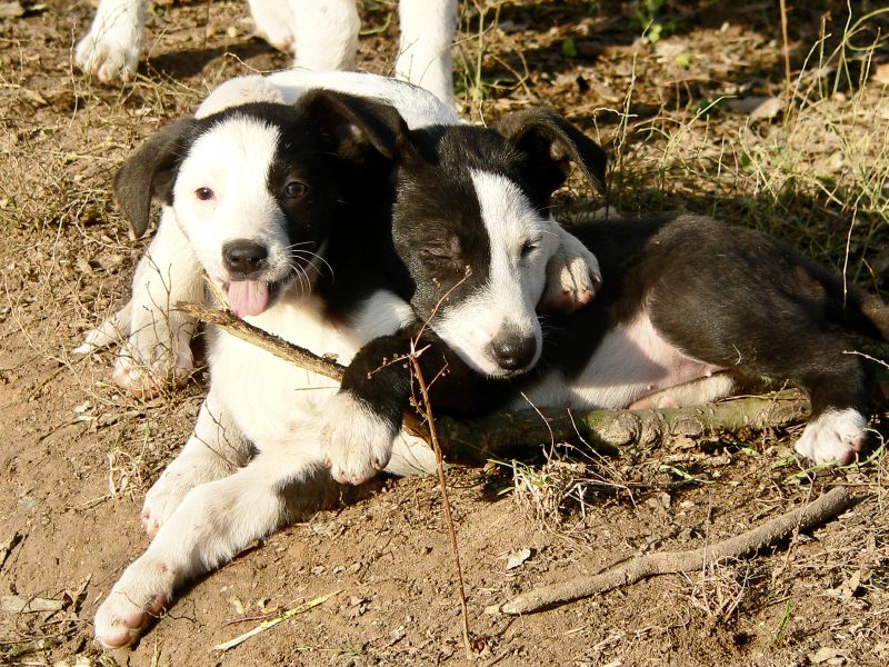 Dog (Canis lupus familiaris)
