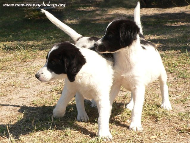 Dog (Canis lupus familiaris)
