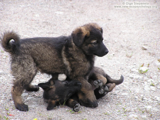 Chien (Canis lupus familiaris)