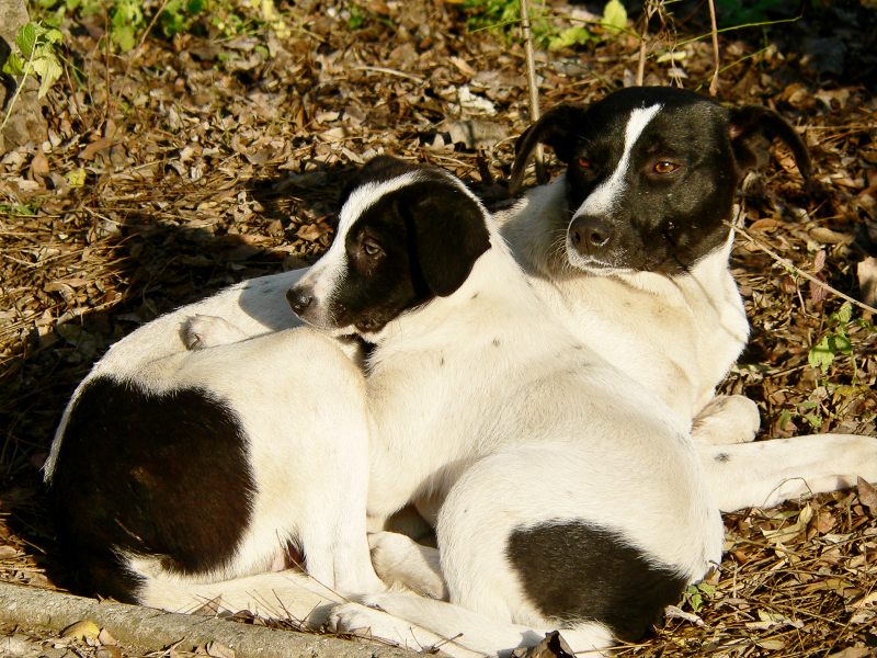 Dog (Canis lupus familiaris)