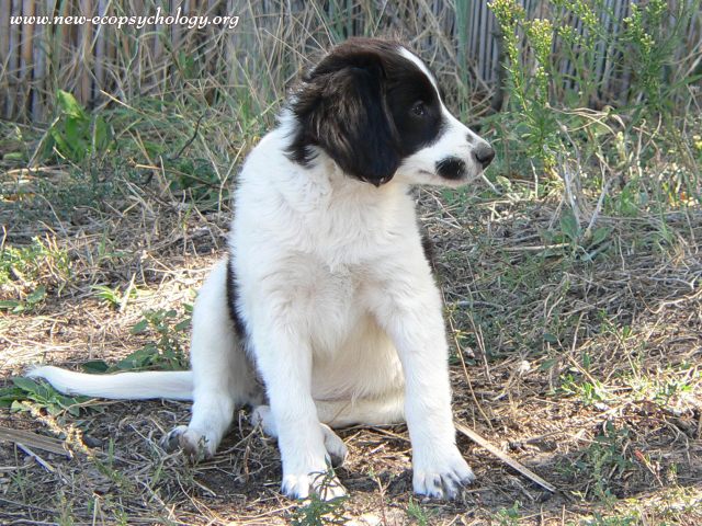 Dog (Canis lupus familiaris)
