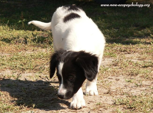 Dog (Canis lupus familiaris)