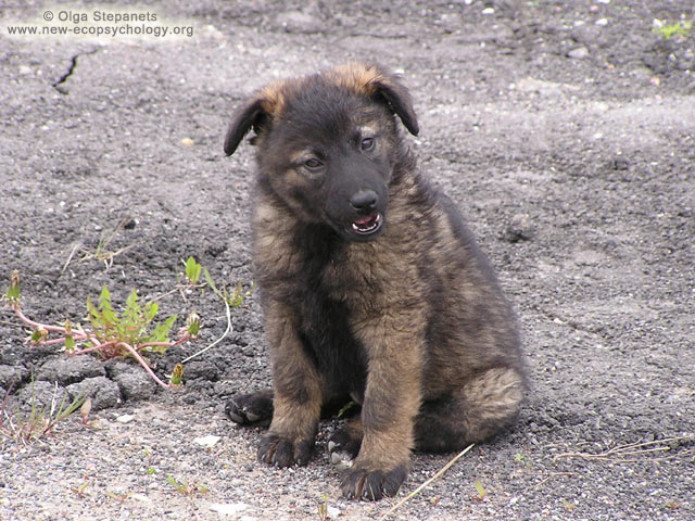 Dog (Canis lupus familiaris)