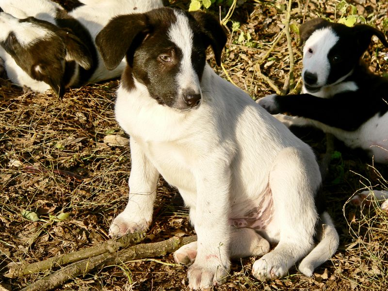 Dog (Canis lupus familiaris)