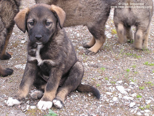 Dog (Canis lupus familiaris)