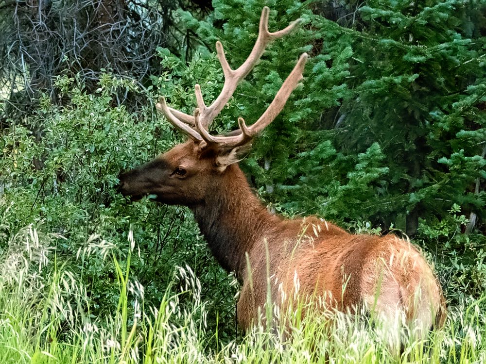 Rocky Mountain Elk (Cervus canadensis nelsoni)