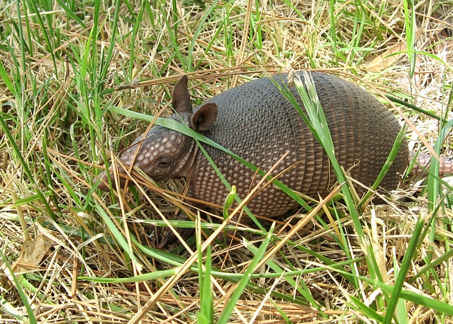 Seven-banded armadillo (Dasypus septemcinctus)