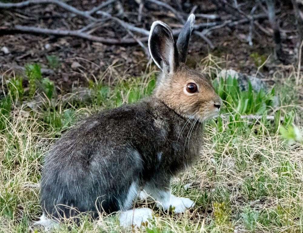 Lepre scarpa da neve (Lepus americanus)