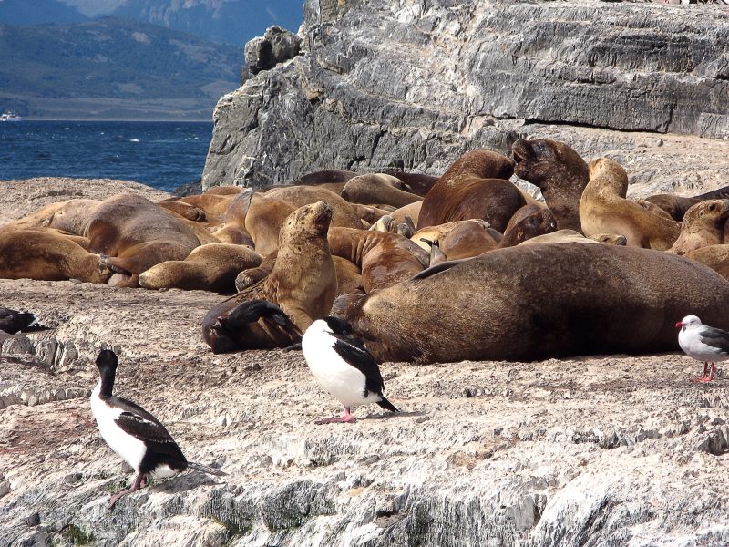 South American Sea Lion (Otaria flavescens)