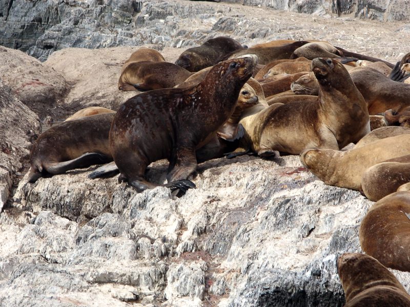 South American Sea Lion (Otaria flavescens)
