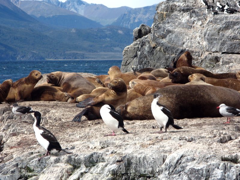 South American Sea Lion (Otaria flavescens)